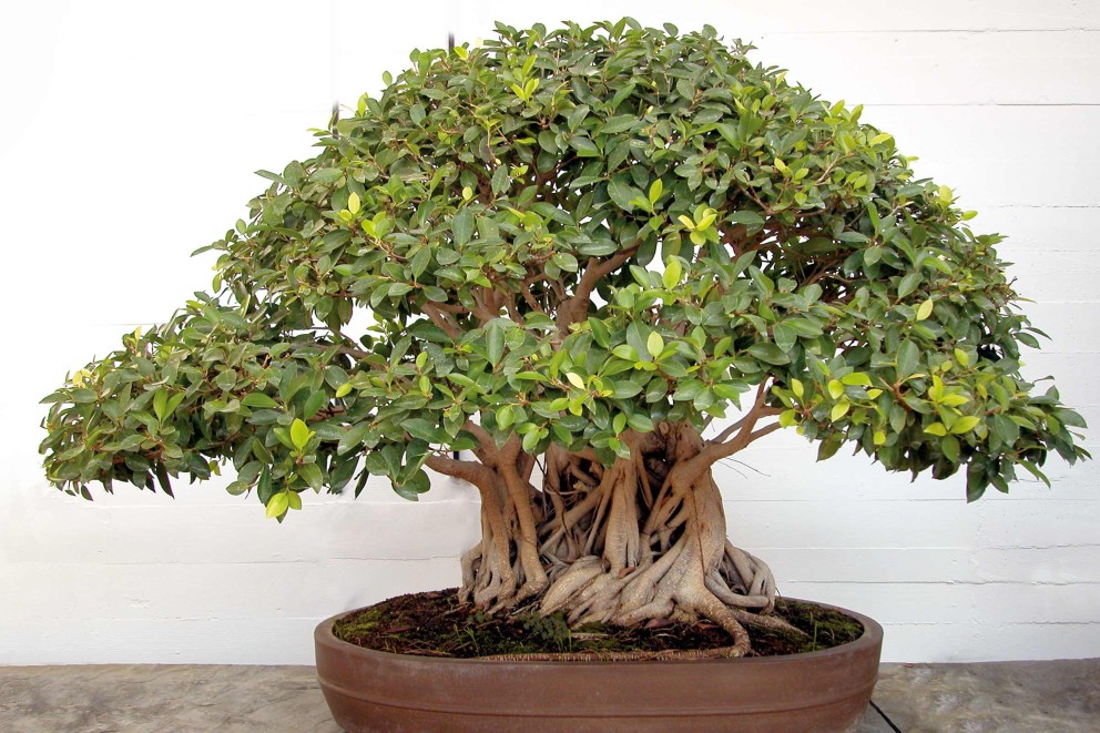 
			Ficus retusa

		
