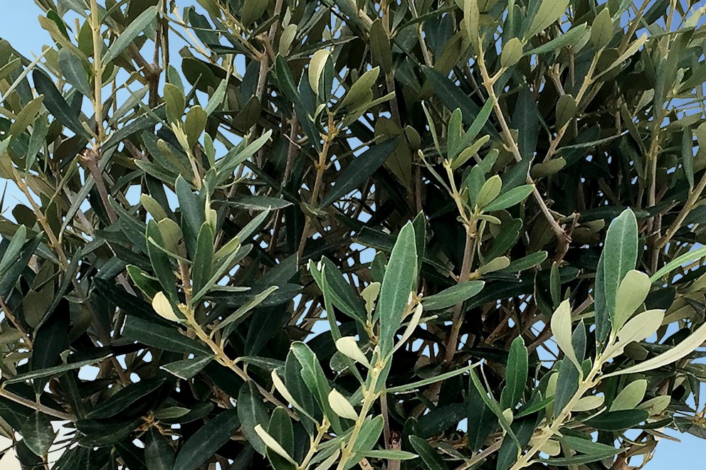 
			Olivenbaum

		