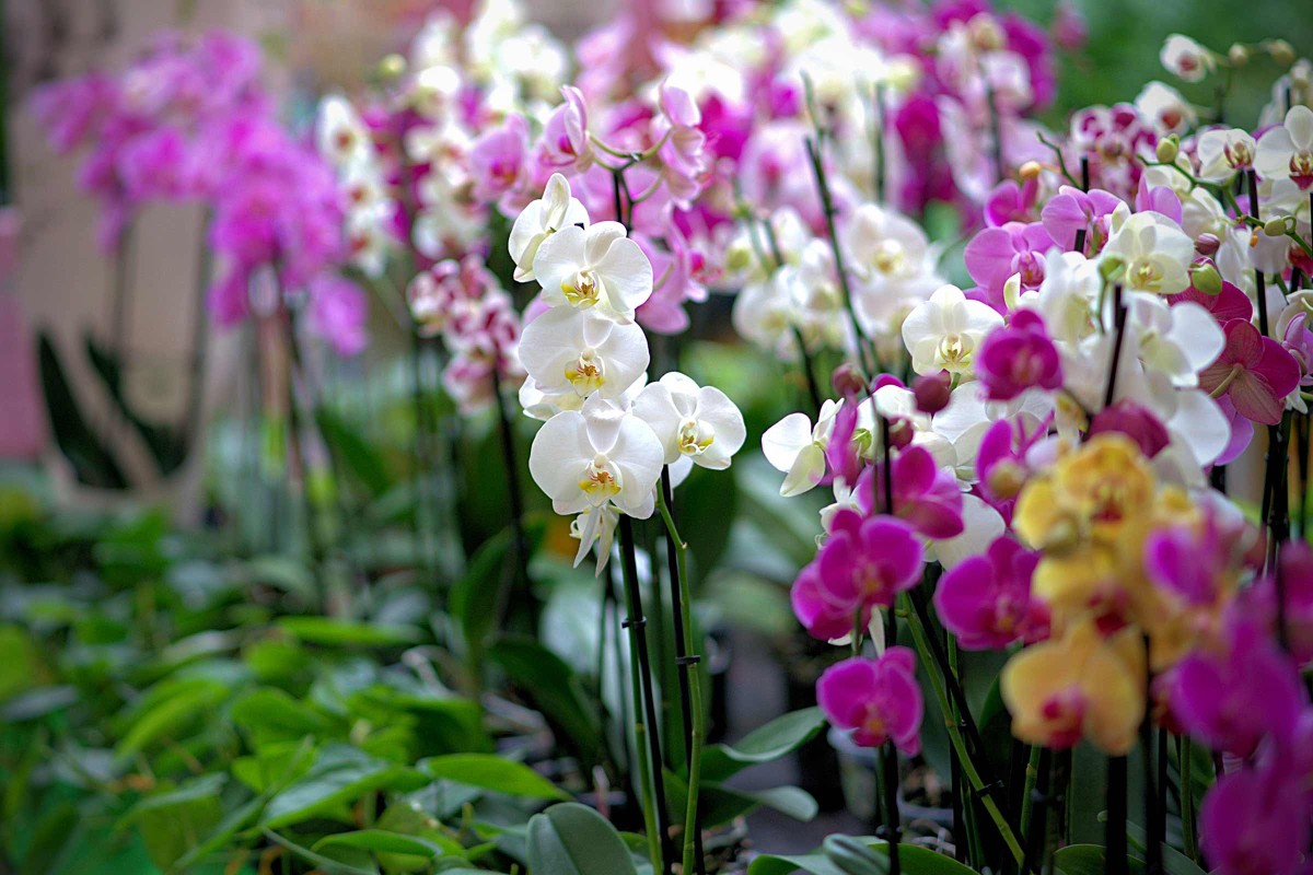 Wie besprüht man Orchideen richtig?