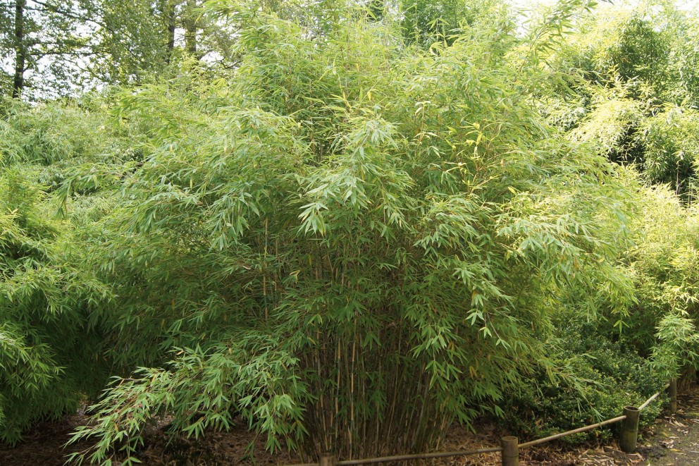 
			Bambou

		