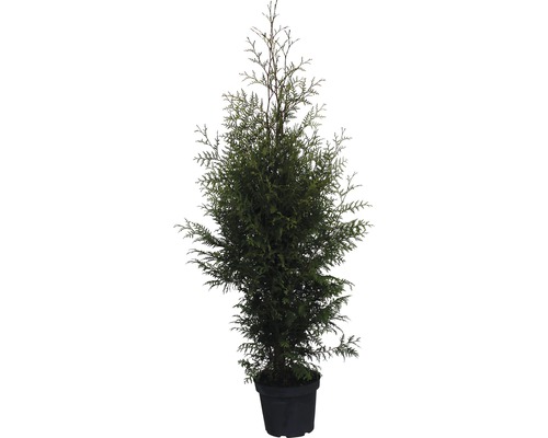 Lebensbaum FloraSelf Brabant 100-125 cm