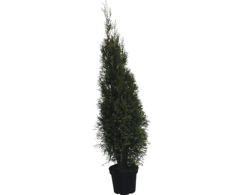 Lebensbaum FloraSelf Smaragd 100-125 cm