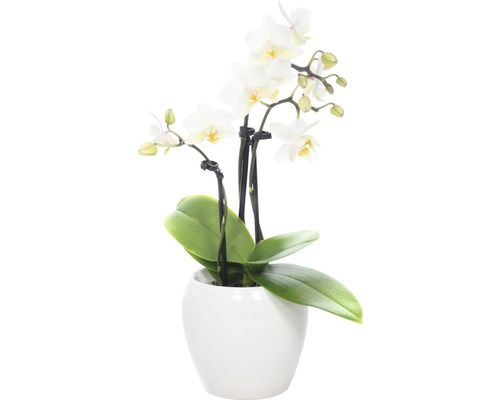 Orchidee FloraSelf H 18-25 cm weiss