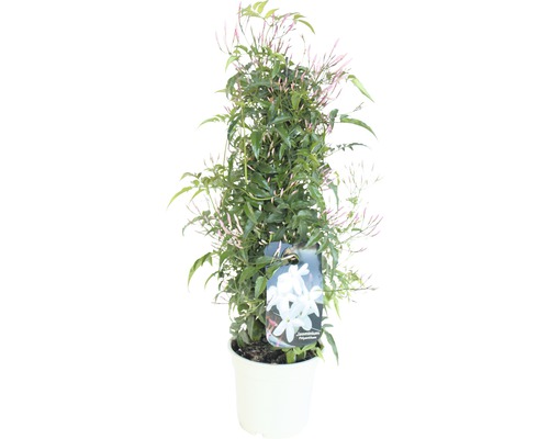 Jasmin FloraSelf Jasminum polyanthus H 25-30 cm Ø 14 cm Topf