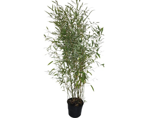 Bambus FloraSelf Phyllostachys bissetii H 120-150 cm Co 30 L