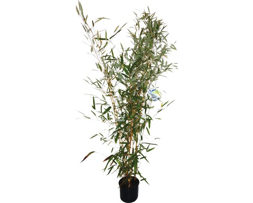 Bambus FloraSelf Phyllostachys bissetii H 70-90 cm Co 20 L