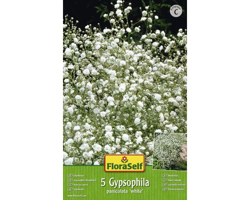 Blumenzwiebel FloraSelf® Schleierkraut, Gypsophylla weiss 5 Stk