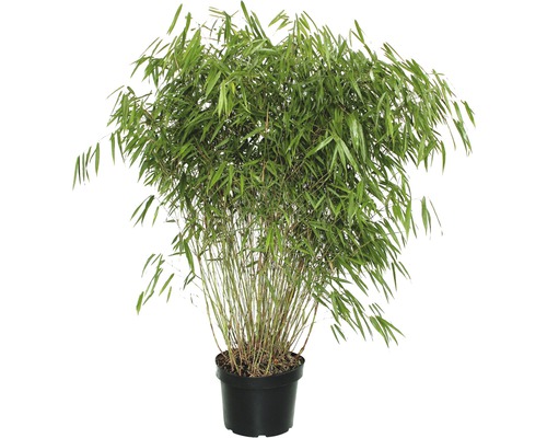 Gartenbambus FloraSelf Asian Wonder 80-100 cm