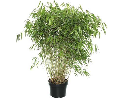 Gartenbambus FloraSelf Asian Wonder 60-80 cm