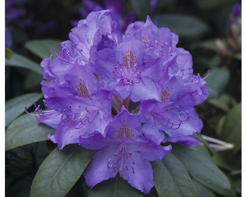 Großblumige Alpenrose FloraSelf® Rhododendron Hybride 'Blau' H 30-40 cm