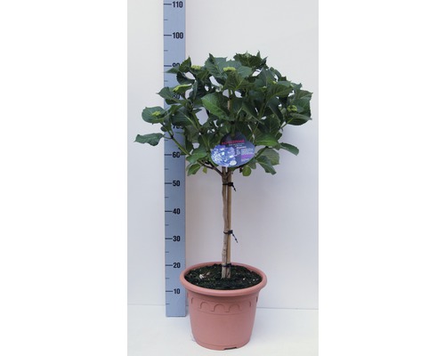 Hortensien-Stämmchen FloraSelf® Hydrangea macrophylla sortiert 40-50 cm