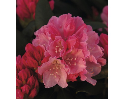 Alpenrose Stämmchen FloraSelf® Rhododendron Hybride H 50-80 cm sortiert