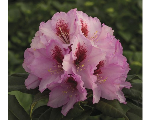 Alpenrose FloraSelf® Rhododendron Hybride 'Rosa' H 40-50 cm