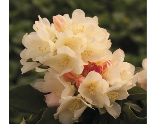 Ballrhododendron FloraSelf® Rhododendron yakushimanum 'Hellgelb' H 30-40 cm