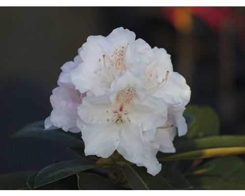 Ballrhododendron FloraSelf® Rhododendron yakushimanum 'Weiß' H 30-40 cm
