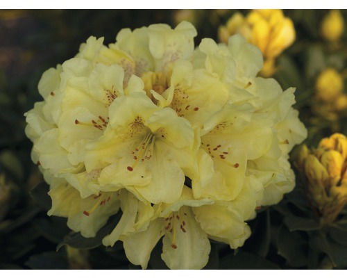 Alpenrose FloraSelf® Rhododendron Hybride 'Gelb' H 40-50 cm