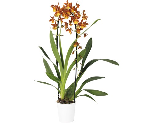 Cambria-Orchidee FloraSelf Cambria 'Catatante Cascade' H 50-60 cm Ø 12 cm Topf 1 Rispe