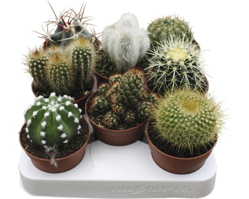 Kakteen Mix FloraSelf Cactus H 15-20 cm Ø 8,5 cm Topf zufällige Sortenauswahl