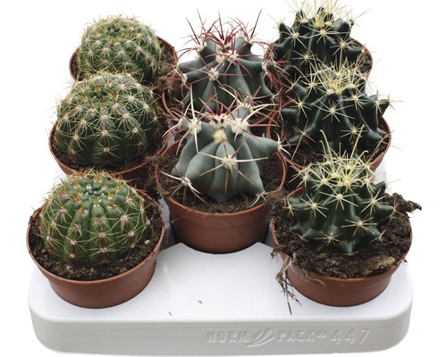 Kaktus FloraSelf® in Sorten 8.5er Topf