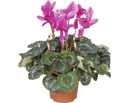 Cyclamen FloraSelf® 'Violette' pot de 13 - HORNBACH