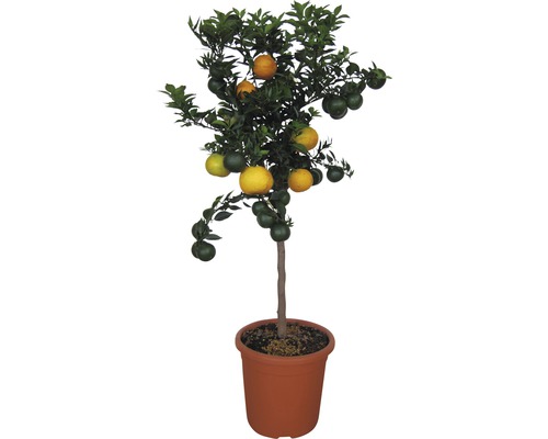 Zitrus FloraSelf Citrus in Sorten Stämmchen H 70-80 cm 20er Topf