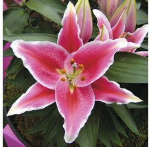 Lys oriental FloraSelf Lilium x Hybrid pot de 19 cm - HORNBACH