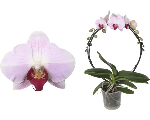 Schmetterlingsorchidee FloraSelf Phalaenopsis x Hybride Bogen 12er Topf 2 Rispen