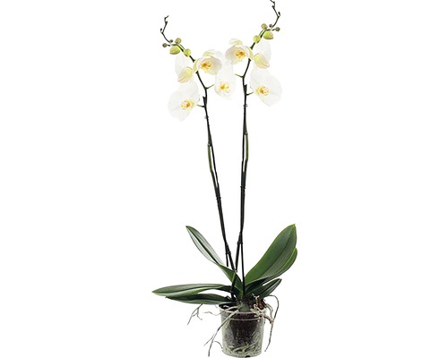 Schmetterlingsorchidee FloraSelf Phalaenopsis x Hybride 15er Topf 2 Rispen