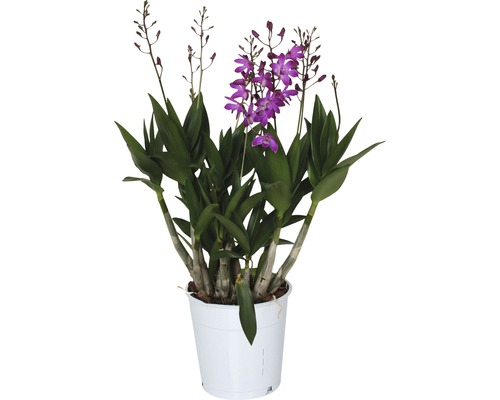 Orchidee Dendrobium x Hybride 'Berry Oda' 12er Topf