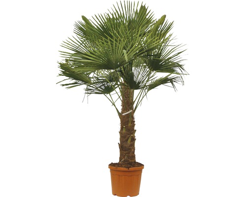 Palmier chanvre FloraSelf Trachycarpus fortunei H 140-160 cm pot Ø 50 cm