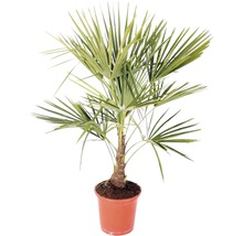 Palmier Trachycarpus fortunei H 60-80 cm pot Ø 25 cm-thumb-0