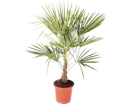 Palmier Trachycarpus fortunei H 60-80 cm pot Ø 25 cm-0