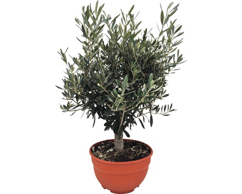 Olivenbaum Olea europea 40-60cm 25er Schale