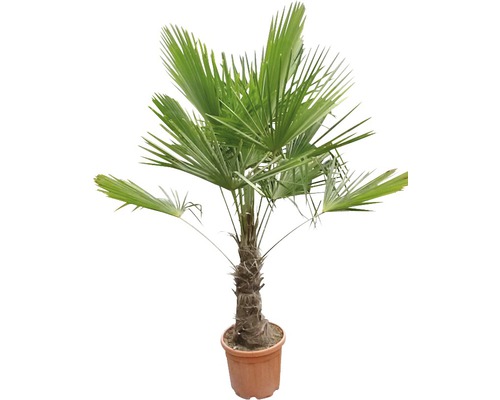 Palmier chanvre FloraSelf Trachycarpus fortunei H 120-140 cm pot Ø 34 cm