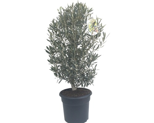 Olivenbaum Olea europea 60-80cm Co