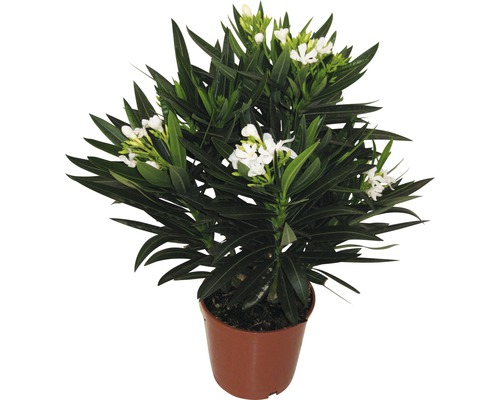 Oleander Nerum orleander 35-45cm 17er Topf weiss
