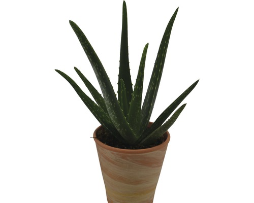 Echte Aloe FloraSelf Aloe vera Ø 12 cm Topf