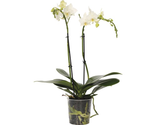 Schmetterlingsorchidee FloraSelf Phalaenopsis-Cultivars Multiflower H 30-40 cm Ø 9 cm Topf weiß