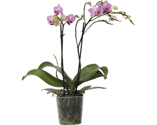 Schmetterlingsorchidee FloraSelf Phalaenopsis-Cultivars Multiflower H 30-40 cm Ø 9 cm Topf rosa