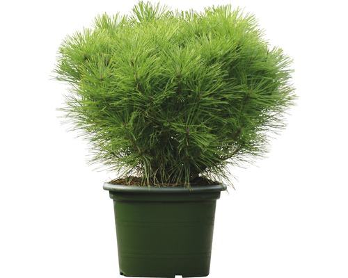 Kiefer FloraSelf Pinus densiflora 'Alice Verkade' 60/70cm im Dekotopf