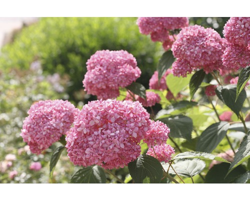 Ballhortensie 'Pink Annabelle' FloraSelf Hydrangea arborescens 'Pink Annabelle' H 15-30 cm Co 3 L