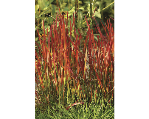 Japanisches Blutgras FloraSelf Imperata cylindrica var.koenig 'Red Baron' H 10-40 cm Co 3 L