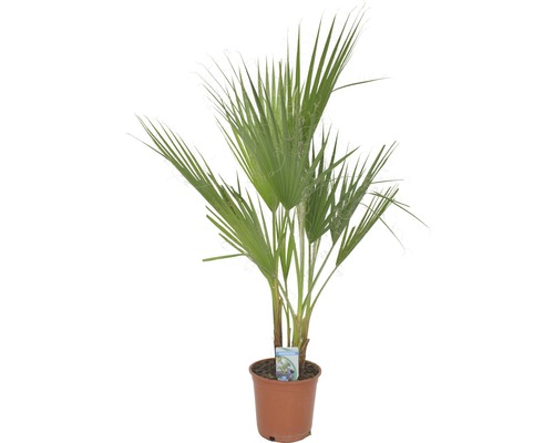 Petticoat-Palme Washingtonia robusta T21 80 cm