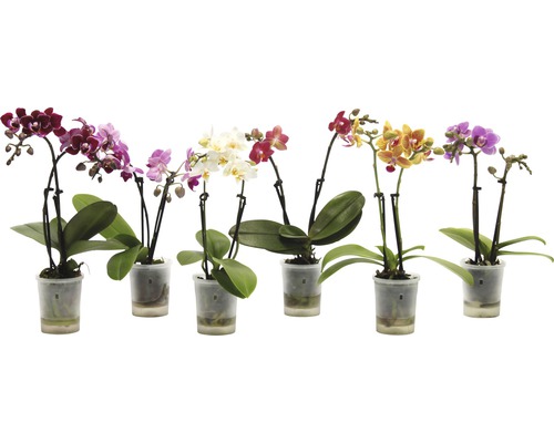 Schmetterlingsorchidee FloraSelf Phalaenopsis multiflora Mini H 15-25 cm Ø 6 cm Topf versch. Farben