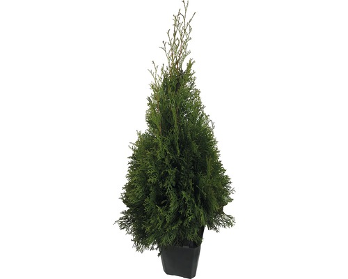 Lebensbaum FloraSelf® Thuja Smaragd 60-80 cm