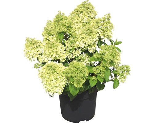 Rispenhortensie FloraSelf Hydrangea paniculata 'Bobo'® H 50-60 cm Co 6 L