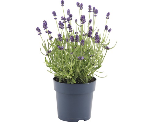 Lavendel FloraSelf Lavandula angustifolia 'Felice' H 15-20 cm Co 0,75 L (10 Stk)