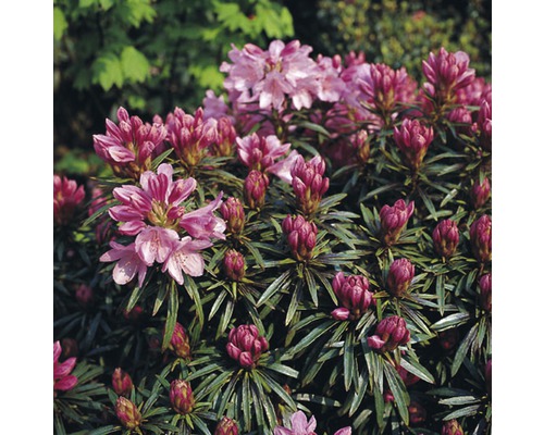 Wild-Rhododendron FloraSelf Rhododendron ponticum 'Graziella' H 30-40 cm Co 6 L