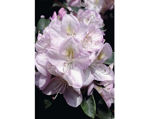 Großblumige Alpenrose FloraSelf Rhododendron-Cultivars 'Gomer Waterer' H 30-40 cm Co 6 L