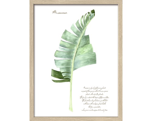 Gerahmtes Bild Green Plant Leaf II 43x33 cm